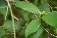 Hemidesmus indicus var. pubescens